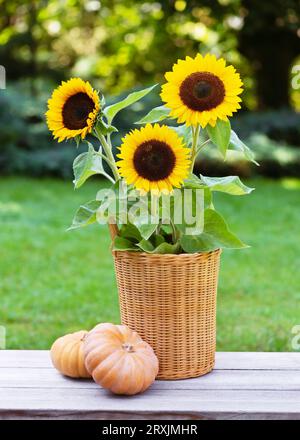 Bel arrangement floral avec des tournesols jaunes dans un panier en osier et des citrouilles. Concept de jardinage ou de récolte. Thanksgiving. Banque D'Images