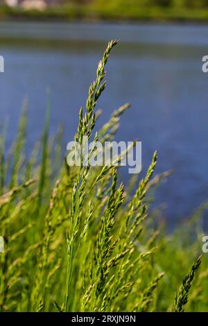 Prairie d'herbe de prairie avec les sommets des panicules de stèle. Poa pratensis herbe verte de prairie européenne. Banque D'Images