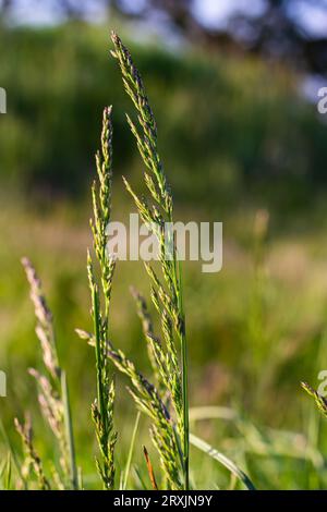 Prairie d'herbe de prairie avec les sommets des panicules de stèle. Poa pratensis herbe verte de prairie européenne. Banque D'Images