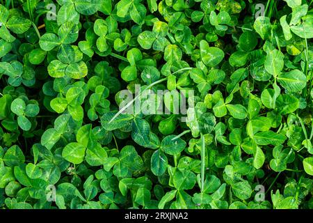 Trèfle à quatre feuilles entre trèfle à trois feuilles. Fond de nature verte. Trèfle à quatre feuilles pour une bonne chance. Spécial trouvé. Rare trouvé dans la prairie. Vert Banque D'Images