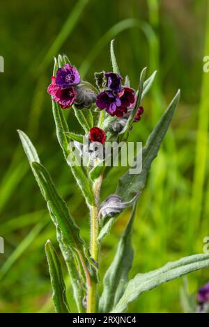 Dans la nature, Cynoglossum officinale fleurit parmi les herbes. Un gros plan des fleurs colorées du sedum commun dans un habitat typique. Banque D'Images