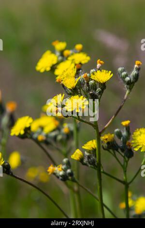 Pilosella caespitosa jaune vif ou fleur de prairie Hawkweed, gros plan. Hieracium pratense Tausch ou Yellow King Devil est grand, en fleurs, plante sauvage, Banque D'Images