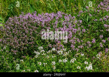 Thymus serpyllum parfumé en fleur, thym sauvage Breckland, thym rampant, ou thym de l'Elfin en gros plan, photo macro. Belle nourriture et plante médicinale i Banque D'Images