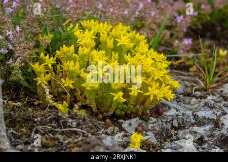 Sedum acre, Sedum album est la plante vivace herbacée succulente avec de nombreuses tiges montantes couvertes de petites feuilles épaisses. Banque D'Images