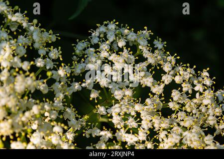 sambucus noir fleurs blanches fleurissent. Macro de fleurs délicates grappe sur fond vert foncé dans le jardin de printemps. Mise au point sélective. Concept de nature pour Banque D'Images