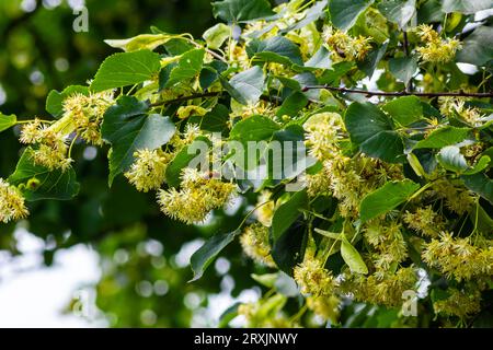 Tilleul grappes tilia cordata, pois, tilleul à petits feuilles, fleur de linden litteleleaf.Pharmacie, apothicaire, médecine naturelle, herba curatif Banque D'Images