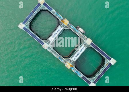 (230926) -- ZHANJIANG, 26 septembre 2023 (Xinhua) -- cette photo aérienne prise le 20 septembre 2023 montre le 'Haiwei-2', une plate-forme d'aquaculture semi-submersible intelligente dans la baie de Liusha à Zhanjiang, dans la province du Guangdong, dans le sud de la Chine. 'Haiwei-2' est un ranch marin géant transportant près de 1 millions d'alevins de pomfrette dorés d'environ 100 tonnes. Mesurant 86 mètres de long, 32 mètres de large et 16,5 mètres de haut, la plateforme géante possède une capacité de 30 000 mètres cubes d’eau pour l’aquaculture et peut récolter plus de 500 tonnes de poissons en un cycle. Equipé du système d'électricité solaire, la plate-forme est auto Banque D'Images