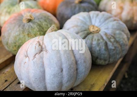 Citrouilles de variété Brian's Grey (Cucurbita), courges d'hiver exposées dans un magasin de ferme, Allemagne Banque D'Images