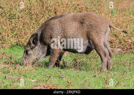 Sanglier sauvage d'Europe centrale (sus scrofa) juvénile, jeune animal, également connu sous le nom de porc sauvage ou porc sauvage eurasien, se nourrissant dans les prairies, Allemagne Banque D'Images