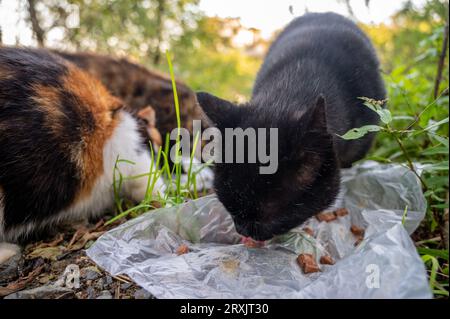 Trois chats errants mangent de la nourriture dans la rue. Banque D'Images