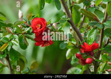 Chaenomeles superba Crimson et Or, Cramoisi de coing japonais et Or, arbuste à feuilles caduques, fleurs simples, rouge cramoisi profondes avec anthères dorées, hybride Banque D'Images