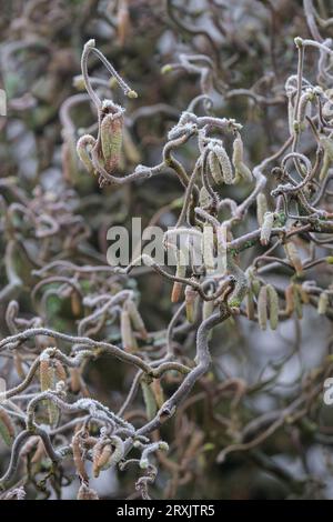 Corylus avellana contorta, noisetier tire-bouchon, bâton de marche de Harry Lauder, arbuste à feuilles caduques, branches fortement tordues, catki mâle pendant couvert de gel Banque D'Images