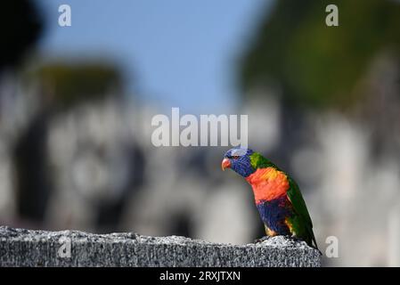 Vue latérale d'un lorikeet arc-en-ciel debout au sommet d'une structure en pierre pendant une journée ensoleillée Banque D'Images