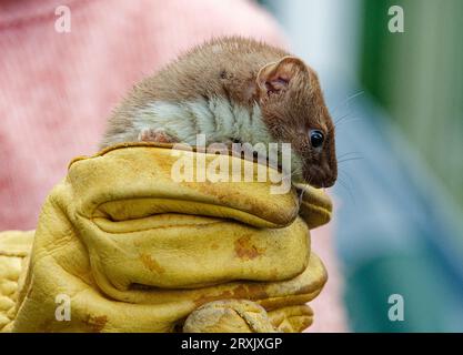 Stoat (Mustela erminea) immature tenu à la main gantée. Banque D'Images