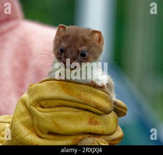 Stoat (Mustela erminea) immature tenu à la main gantée. Banque D'Images