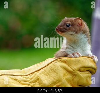 Stoat (Mustela erminea) immature tenu à la main gantée. Banque D'Images