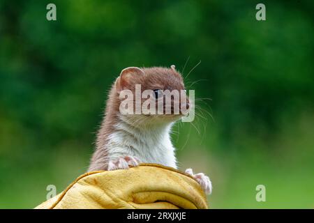 Stoat (Mustela erminea) immature tenu à la main gantée. Banque D'Images