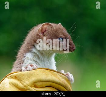 Stoat (Mustela erminea) immature tenu à la main gantée. Banque D'Images