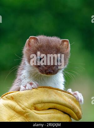 Stoat (Mustela erminea) immature tenu à la main gantée. Banque D'Images