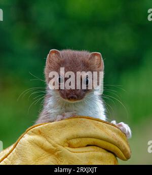 Stoat (Mustela erminea) immature tenu à la main gantée. Banque D'Images