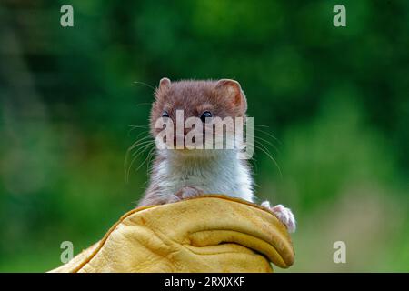 Stoat (Mustela erminea) immature tenu à la main gantée. Banque D'Images