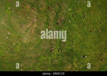 Vue aérienne du troupeau de vaches de bétail de ferme laitière pâturant dans la prairie verdoyante, drone pov vue de dessus Banque D'Images
