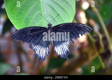 Grand papillon Mormon jaune 'Papilio lowi' (queue d'aronde asiatique) à la ferme aux papillons à Stratford-upon-Avon, Warwickshire, West Midlands, Angleterre. Banque D'Images