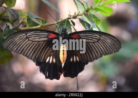 Great Mormon Swallowtail Butterfly 'Papilio Memnon' à la ferme aux papillons à Stratford-upon-Avon, Warwickshire, West Midlands, Angleterre, Royaume-Uni Banque D'Images