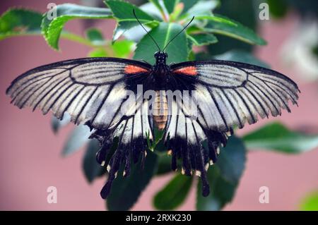 Great Mormon Swallowtail Butterfly 'Papilio Memnon' à la ferme aux papillons à Stratford-upon-Avon, Warwickshire, West Midlands, Angleterre, Royaume-Uni Banque D'Images