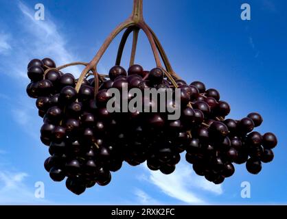 Gros plan de sureau mûr Banque D'Images