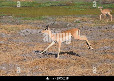 Impala sont une antilope de plaine ou de forêt. Ils sont gracieux dans le mouvement et voyagent à pas de géant. Banque D'Images