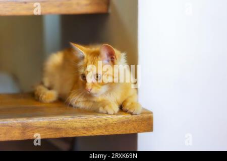 Portrait de chaton gingembre ludique couché sur l'escalier, à l'intérieur Banque D'Images