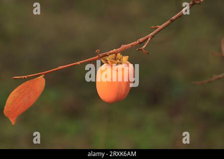 Les arbres fruitiers kaki en automne Banque D'Images