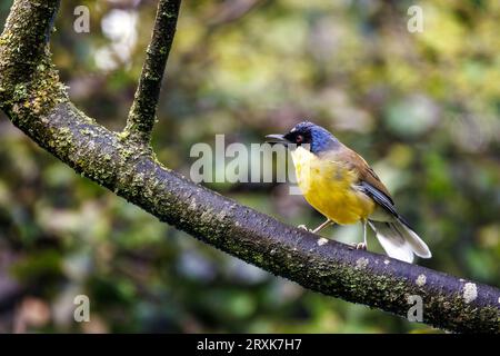 Un rire couronné bleu, Garrulax courtoisi, profil latéral avec bec ouvert. Ce petit oiseau chanteur, indigène de Jiangxi, en Chine, est maintenant critique e Banque D'Images