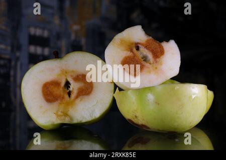 fruits gâtés pourris beaux sur le dessus pourris à l'intérieur des raisins et des pommes jettent à la poubelle vieux mauvais imcomestible gâté gros plan. les mains de la femme coupant examinent et jettent de la nourriture dans un seau Banque D'Images