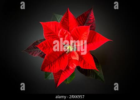 Vue de dessus d'une plante de fleur de poinsettia rouge de Noël sur fond noir Banque D'Images