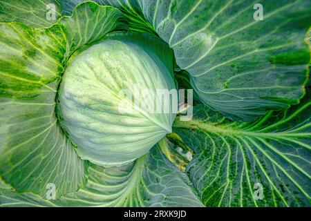 Joyau de la couronne du jardin : la beauté immaculée des feuilles de chou en gros plan Banque D'Images