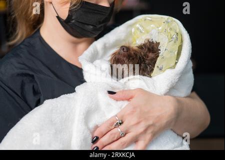 Femme portant un joli mélange de chien et de lapdog enveloppé d'une serviette blanche après avoir lavé le produit dans un salon de coiffure. Banque D'Images