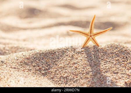 Starfish se tient sur le sable. Le soleil brille derrière. Vue de face avec espace de copie. Plage d'été. Vacances dans les pays chauds Banque D'Images