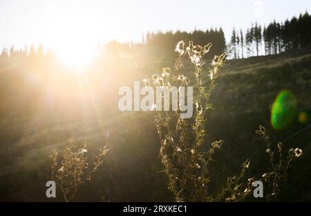 26 septembre 2023, Saxe-Anhalt, Hasserode : le soleil brille le matin dans le quartier de Harz. Photo : Julian Stratenschulte/dpa Banque D'Images