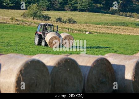 26 septembre 2023, Saxe-Anhalt, Blankenburg : des balles de foin sont ramassées dans un pré avec un tracteur et empilées. Dans de nombreux endroits, comme ici à Heimburg, la récolte du foin est actuellement en cours. High Rosi continue d'assurer un temps ensoleillé en Saxe-Anhalt. Photo : Matthias Bein/dpa Banque D'Images