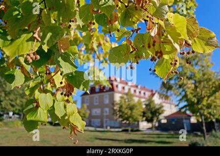 26 septembre 2023, Saxe-Anhalt, Blankenburg : les feuilles d'un tilleul dans le parc du château de Ballenstedt sont déjà légèrement colorées en automne. L'hôtel du château peut être vu en arrière-plan. High Rosi continue de fournir un temps ensoleillé en Saxe-Anhalt. Photo : Matthias Bein/dpa Banque D'Images