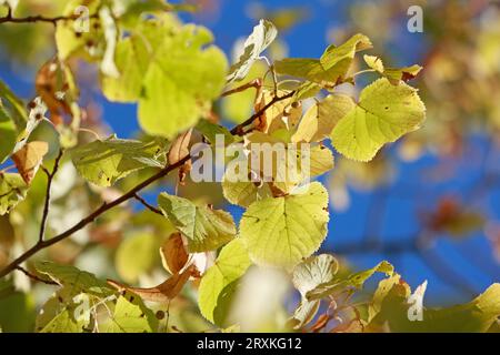 26 septembre 2023, Saxe-Anhalt, Blankenburg : les feuilles d'un tilleul dans le parc du château de Ballenstedt sont déjà légèrement colorées comme l'automne. High Rosi continue de fournir un temps ensoleillé en Saxe-Anhalt. Photo : Matthias Bein/dpa Banque D'Images