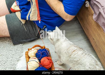 Jeune homme tricotant un pull rayé à la maison. Mignon chat britannique joue avec une boule de laine et interfère avec le tricot de son propriétaire. Banque D'Images