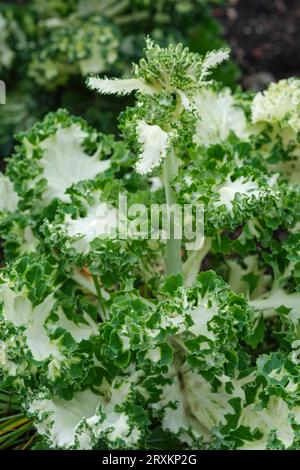 Glace d'émeraude kale, Brassica oleracea, Acephala Group, glace d'émeraude, feuilles vertes volantes avec des centres blancs glacés, légumes d'hiver Banque D'Images