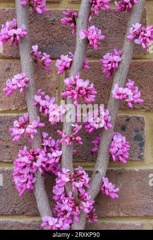 Cercis chinensis Avondale, Avondale Redbud chinois, fleurs roses du début du printemps dans un arbre espalé Banque D'Images