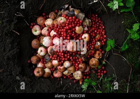 pommes et cerises pourries dans la fosse à compost Banque D'Images