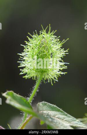 Bourgeon floral de la passiflore scarlagineuse (Passiflora foetida var. Lanuginosa) recouvert de bractées, Galveston, Texas, USA. Banque D'Images