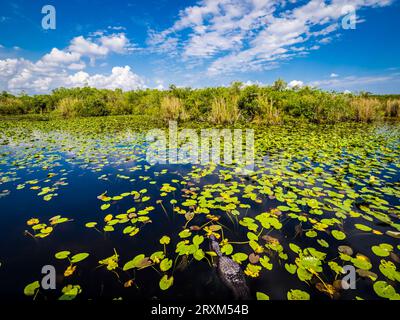 Marais rempli de nénuphars dans le parc national des Everglades, Floride, États-Unis Banque D'Images