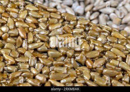 Graines de tournesol frites à la mélasse sucrée de betterave à sucre, délicieux kozinak oriental à base de graines de tournesol, mélasse et miel Banque D'Images